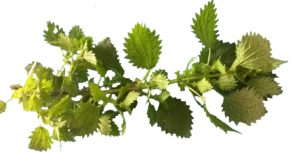 fijn tuin- en snoeiafval (bladeren, gras, onkruid, haagscheersel)